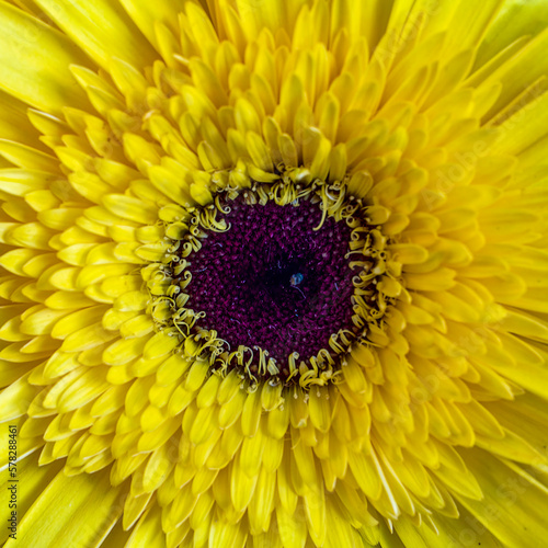 Bright yellow gerbera daisy flower top view close up. Colorful, nature background.