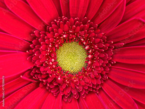 Bright red and yellow gerbera daisy flower top view close up. Colorful, natural background.