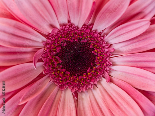 Bright pink gerbera daisy flower top view close up. Colorful, natural background.