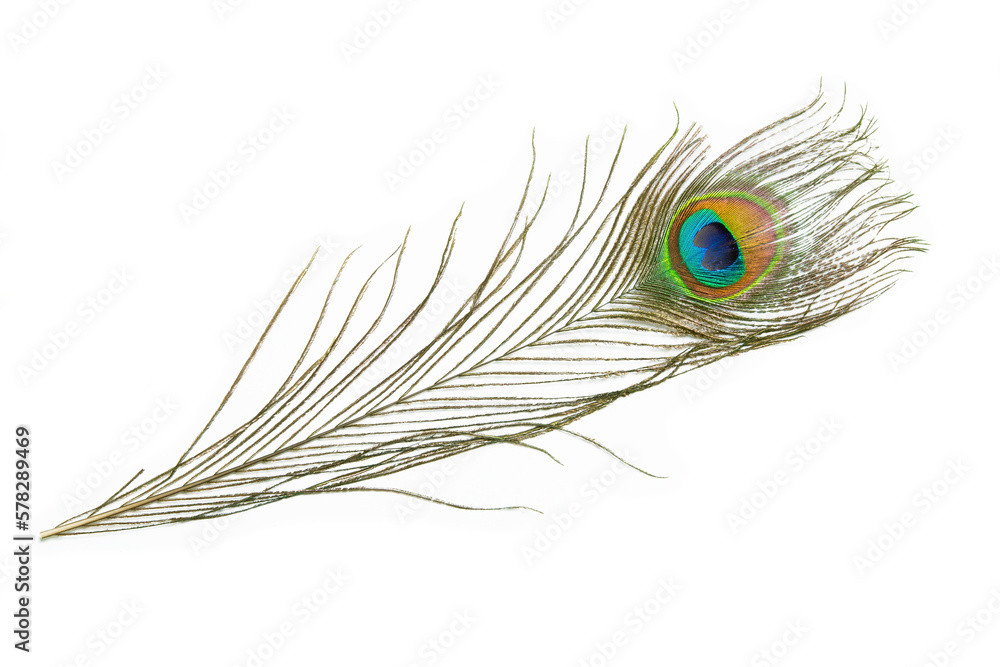 Naklejka premium Beautiful peacock feather isolated on white background