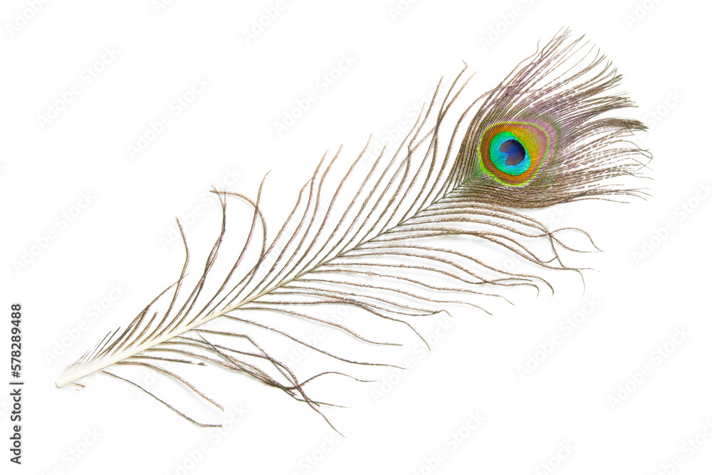 Obraz premium Beautiful peacock feather isolated on white background