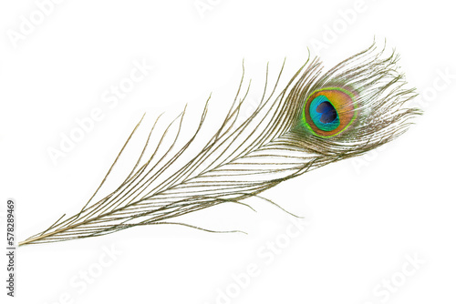 Beautiful peacock  feather isolated on white background