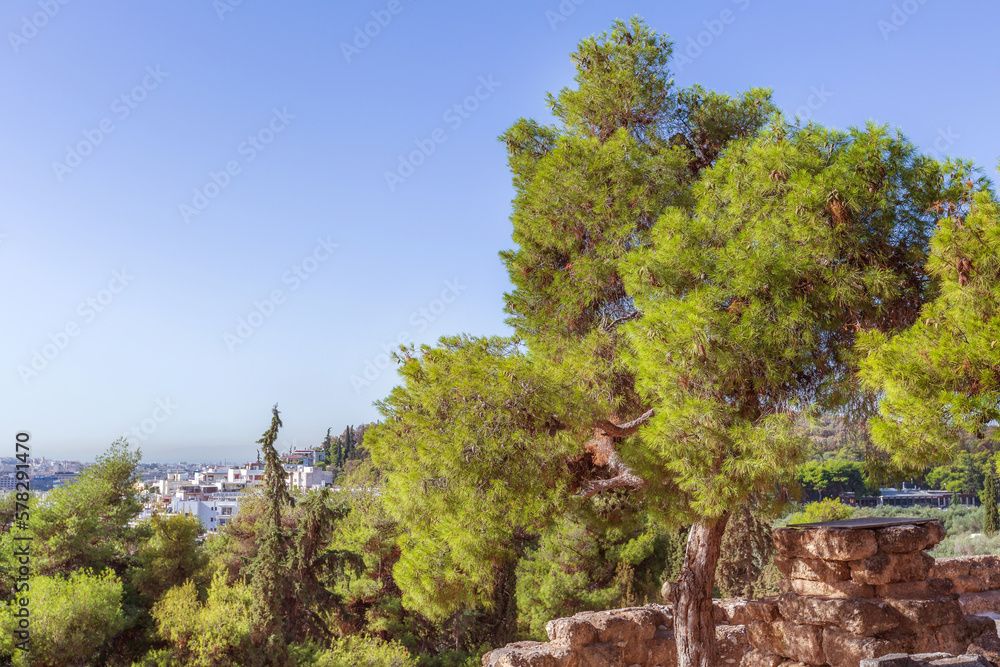 Athens, Greece view from Acropolis, pine trees and old ruins
