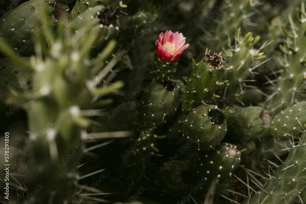 Obraz premium Kaktusblüte