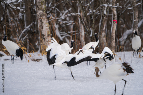 Red-crowned cranes dance lightly. Others are playing in the snow. Scenery of wild bird life in winter, Hokkaido, Japan. 2023