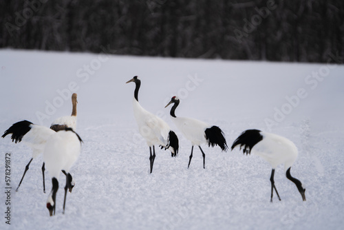 A group of red-crowned cranes stand in the snow for food or rest. Scenery of wild bird life in winter, Hokkaido, Japan. 2023