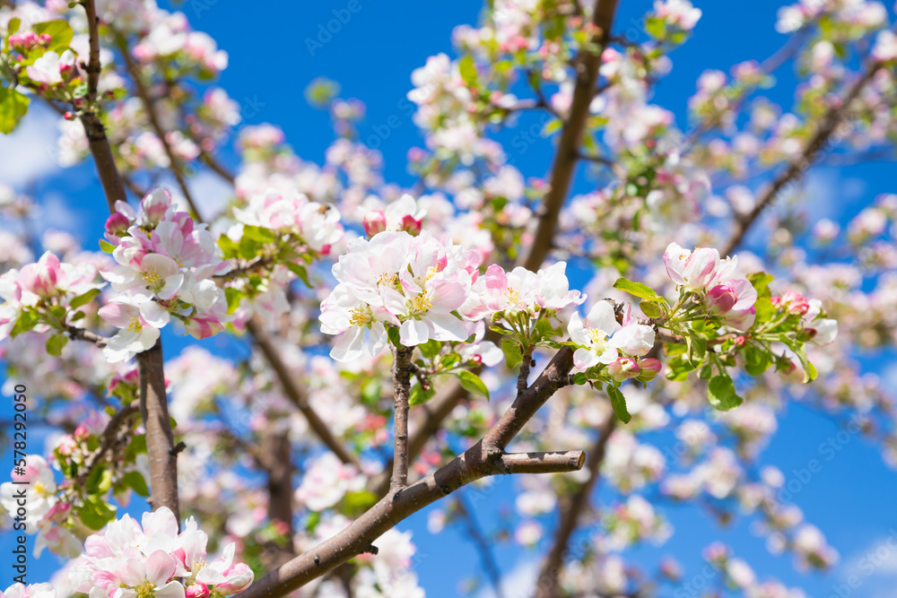Blossom apple tree. White pink flowers of apple tree on blue sky. Flowers a lot. Selective focus, close-up