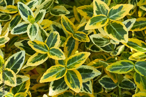 Yellow and green leaves of Euonymus fortunei Emerald n Gold or wintercreeper.