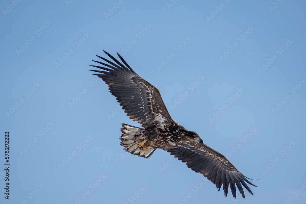 Obraz premium A white-tailed eagle soars in the blue sky. Haliaeetus albicilla. Scenery of wild bird life in winter, Hokkaido, Japan. 2023