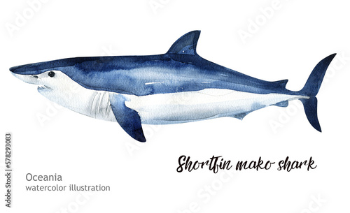Shortfin mako shark watercolor illustration. watercolor Shortfin mako shark cute ocean animal. Watercolor cute shark. Hand painting postcard with whale isolated white background. Ocean animals photo