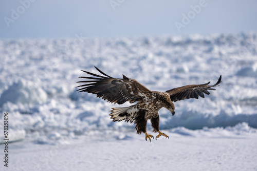 A white-tailed eagle spreads its wings and prepares to land on the snow. Haliaeetus albicilla. Scenery of wild bird life in winter, Hokkaido, Japan. 2023
