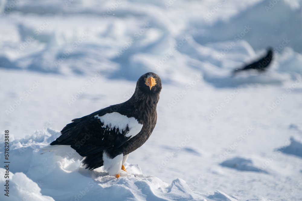 A Steller's sea eagle stands on the snow. Haliaeetus pelagicus. Scenery of wild bird life in winter, Hokkaido, Japan. 2023 A Steller's sea eagle stands on the snow. Haliaeetus pelagicus. Scenery of wild bird life in winter, Hokkaido, Japan. 2023