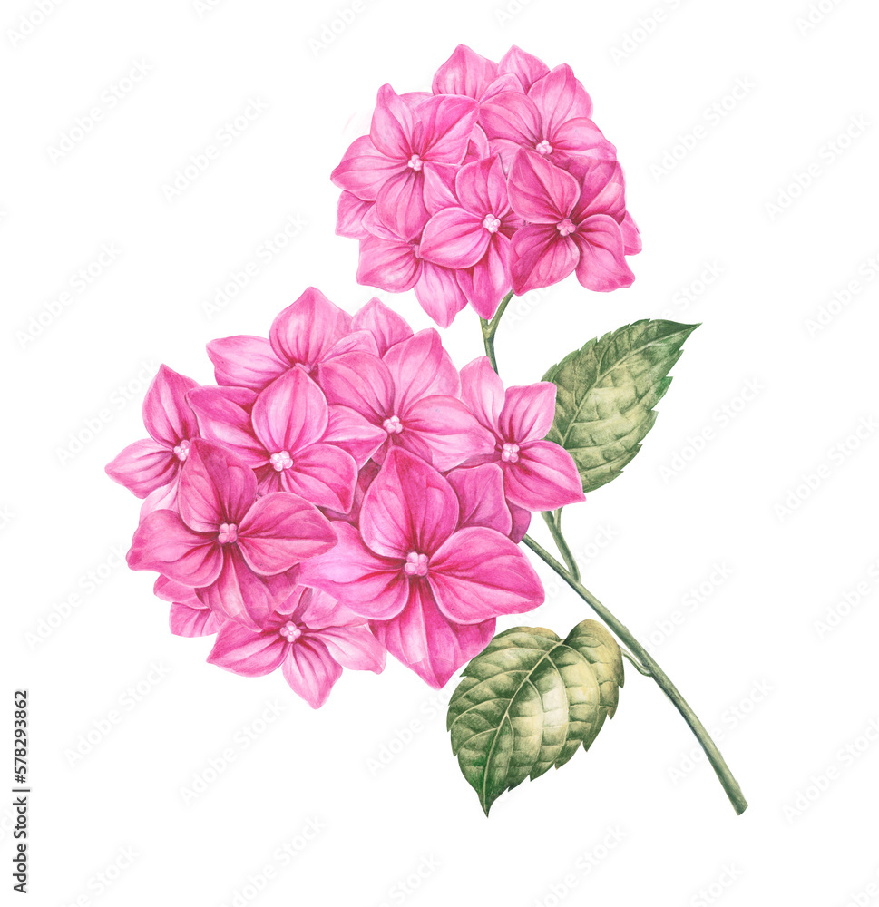 Differents flower hydrangeas on white background. Watercolor floral illustration