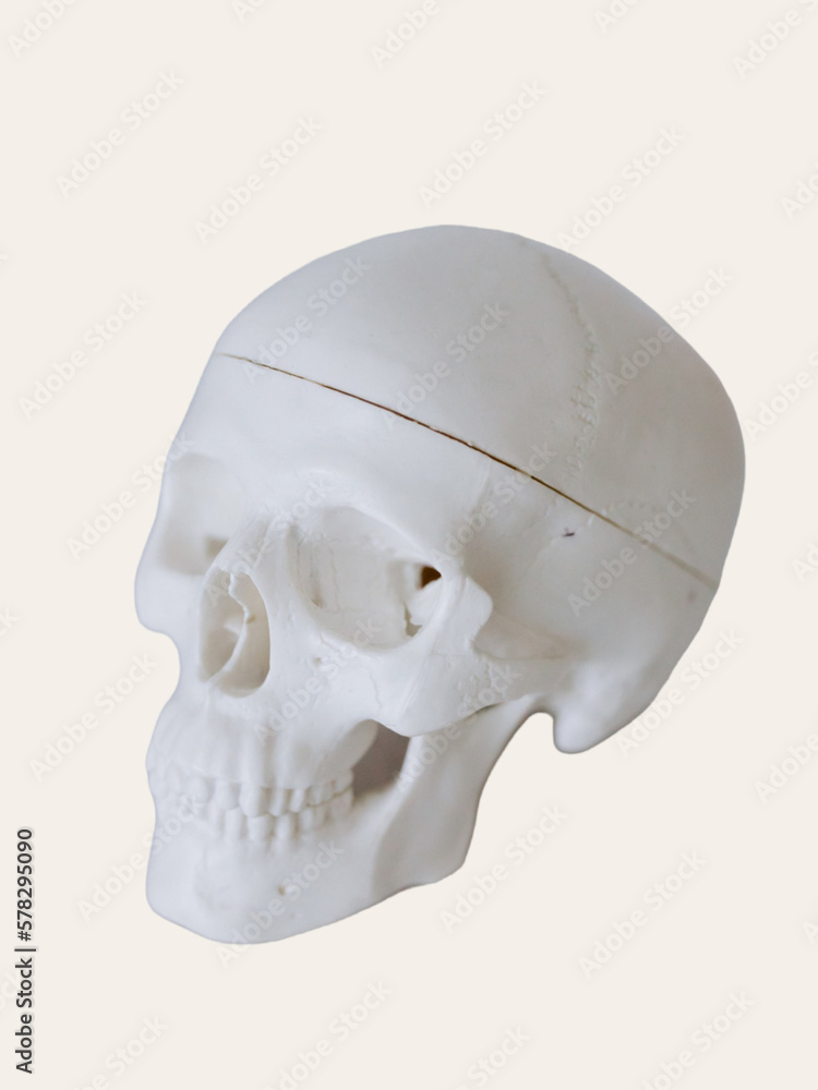 Obraz premium human skull isolated on white