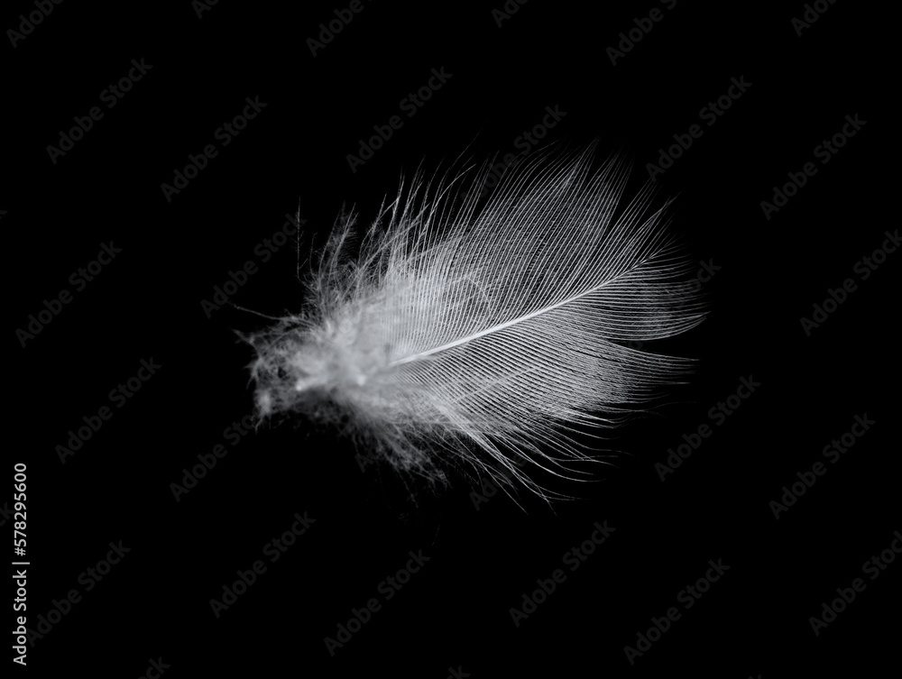 white feather isolated on black background