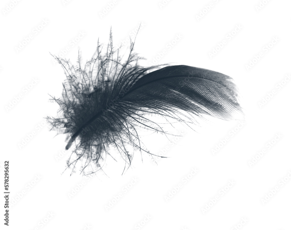 black feather on white background black feather on white background