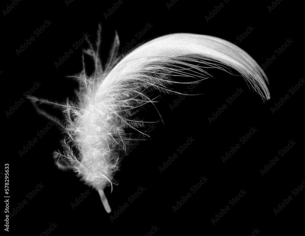 white feather on black background