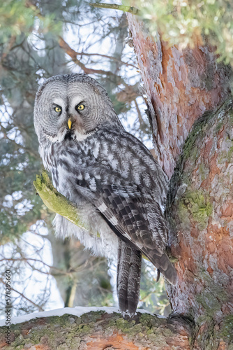 Great grey owl sits on a pine branch