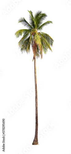  Coconut palm tree isolated on white background with clipping path.
