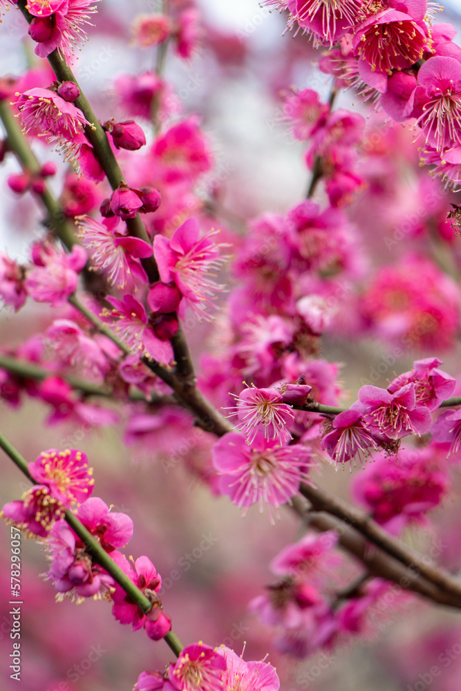 Plum Blossoms Japan Plum Blossoms Japan