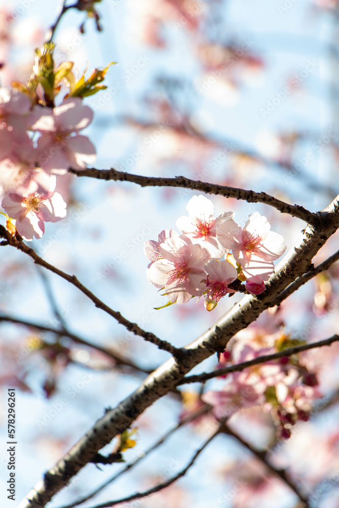 Plum Blossoms Japan
