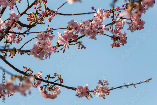 Plum Blossoms Japan photo