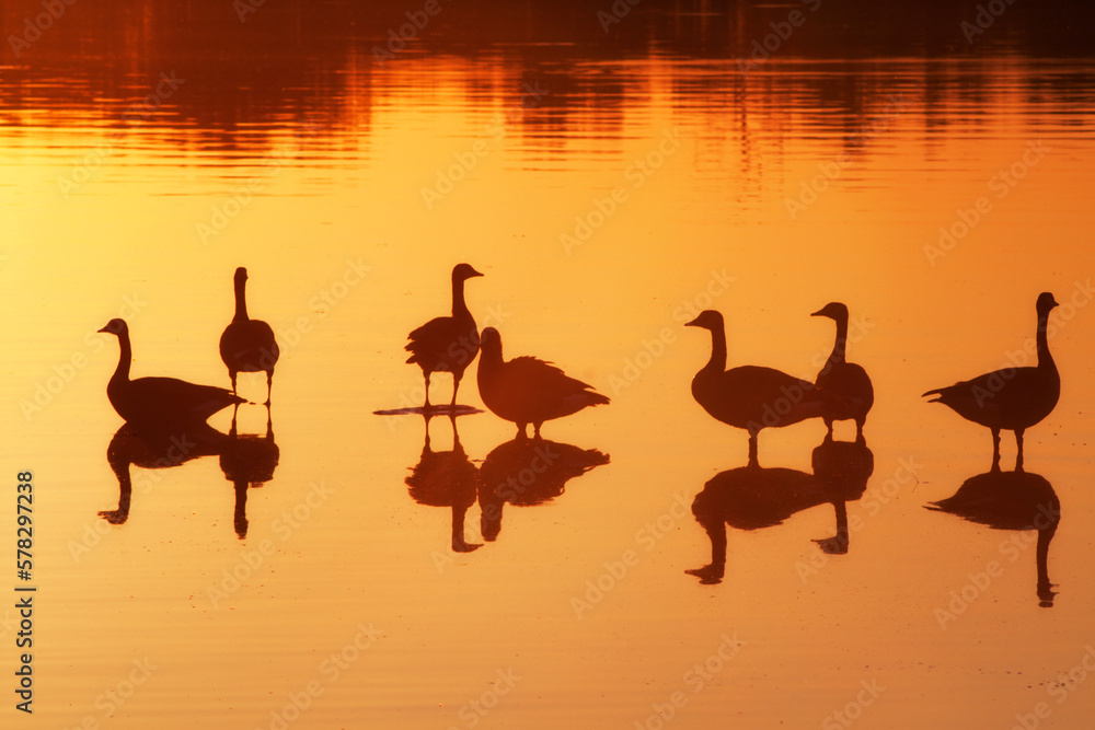 Naklejka premium Geese silhouette during sunset