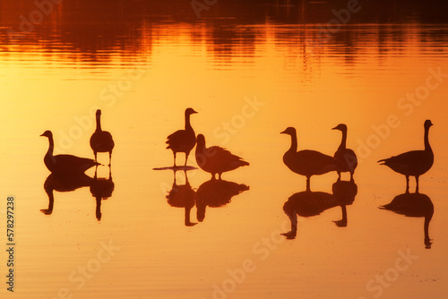 Geese silhouette during sunset