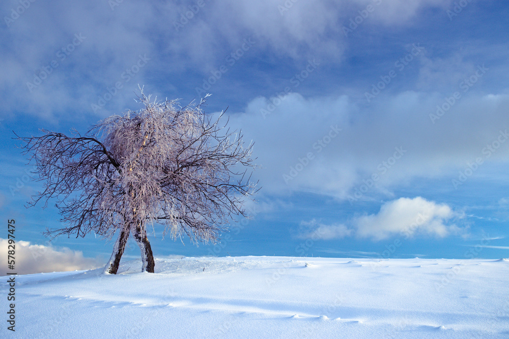 Samotne drzewo zimą, lonely tree in winter