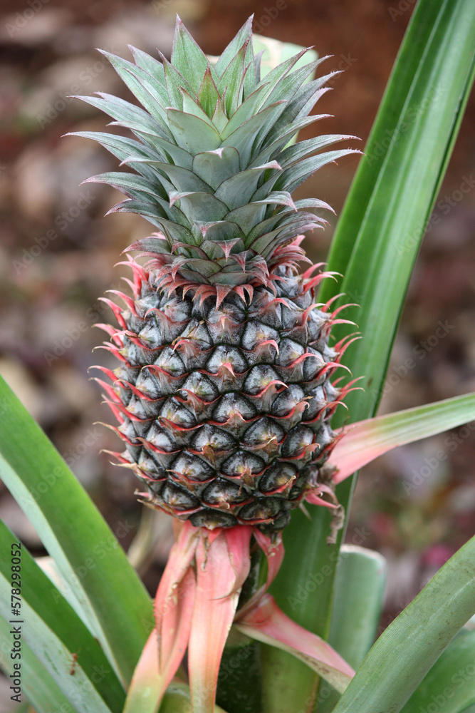 pineapple growing in the garden pineapple growing in the garden