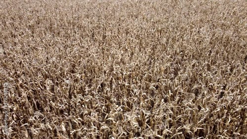 Sky view of a dry corn field in late autumn. An unharvested field with a failing corn crop.