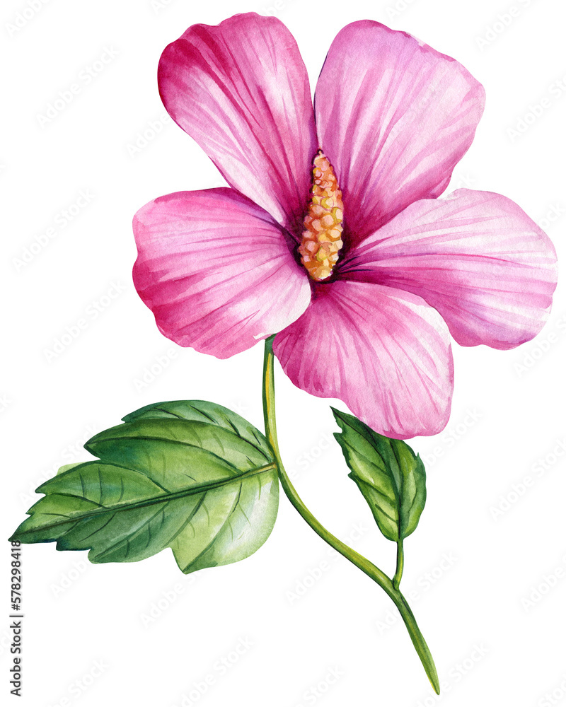 Tropical pink flower, hibiscus. Mallow watercolor illustration, botanical painting hand drawing. Tropical pink flower, hibiscus. Mallow watercolor illustration, botanical painting hand drawing.