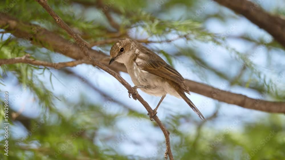 Marico Flycatcher perched on leafy green acacia branch looks down for prey Marico Flycatcher perched on leafy green acacia branch looks down for prey