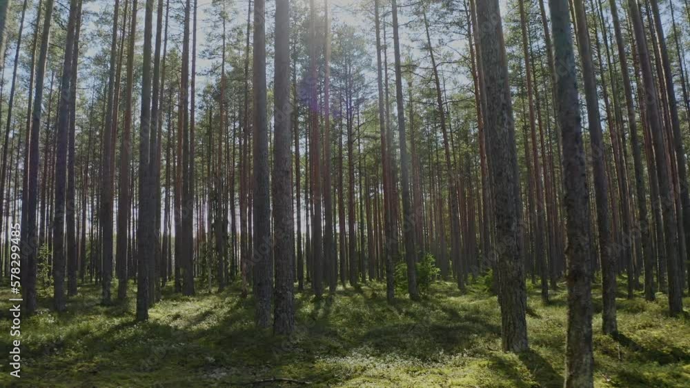 Beautiful summer day in the forest, smooth camera movement under pine trees, clean nature concept. Pine forest. Low angle magical forest. Beautiful summer day in the forest, smooth camera movement under pine trees, clean nature concept. Pine forest. Low angle magical forest.