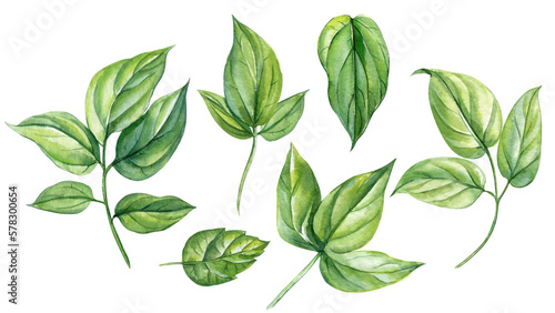 Watercolor illustrations. Green leaves, set isolated on white background