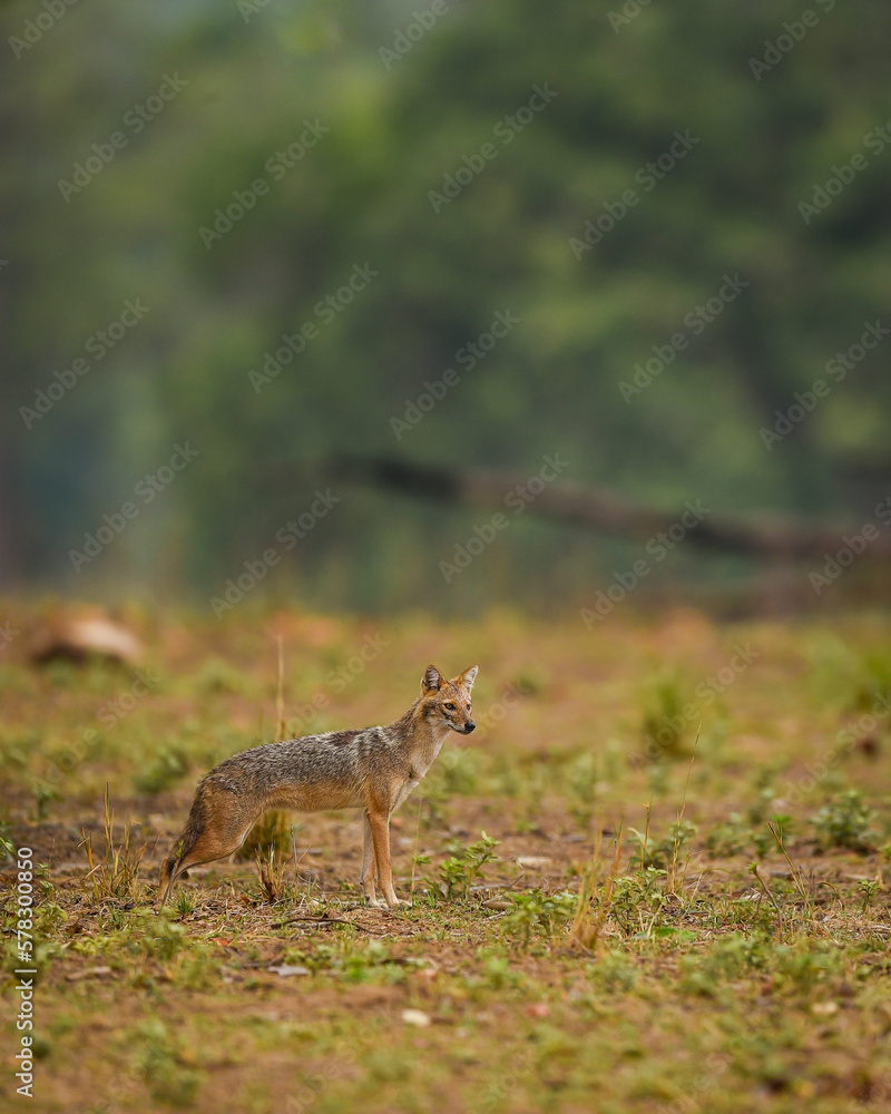 Fototapeta premium golden jackal or Canis aureus side profile in open field and in natural green habitat at kanha national park forest madhya pradesh india asia