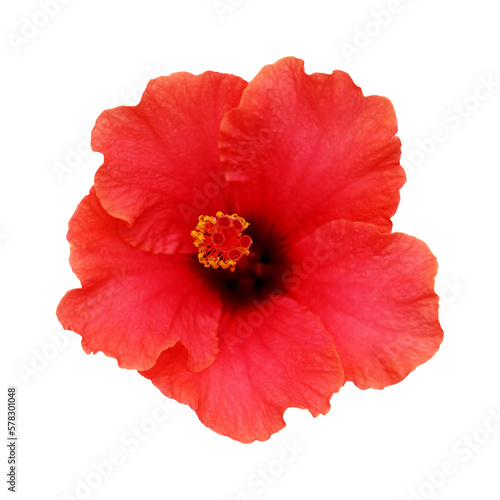 Beautiful pink and red Hibiscus rosa-sinensis aka Chinese hibiscus isolated on white background