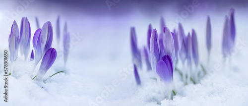 crocus in snow