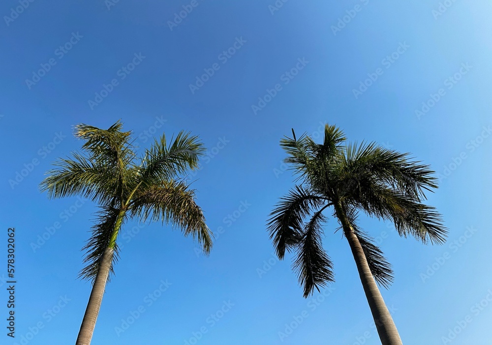 Obraz premium palm trees against sky