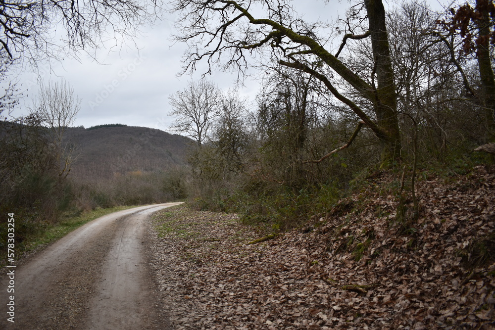 Fototapeta premium Naturpfad