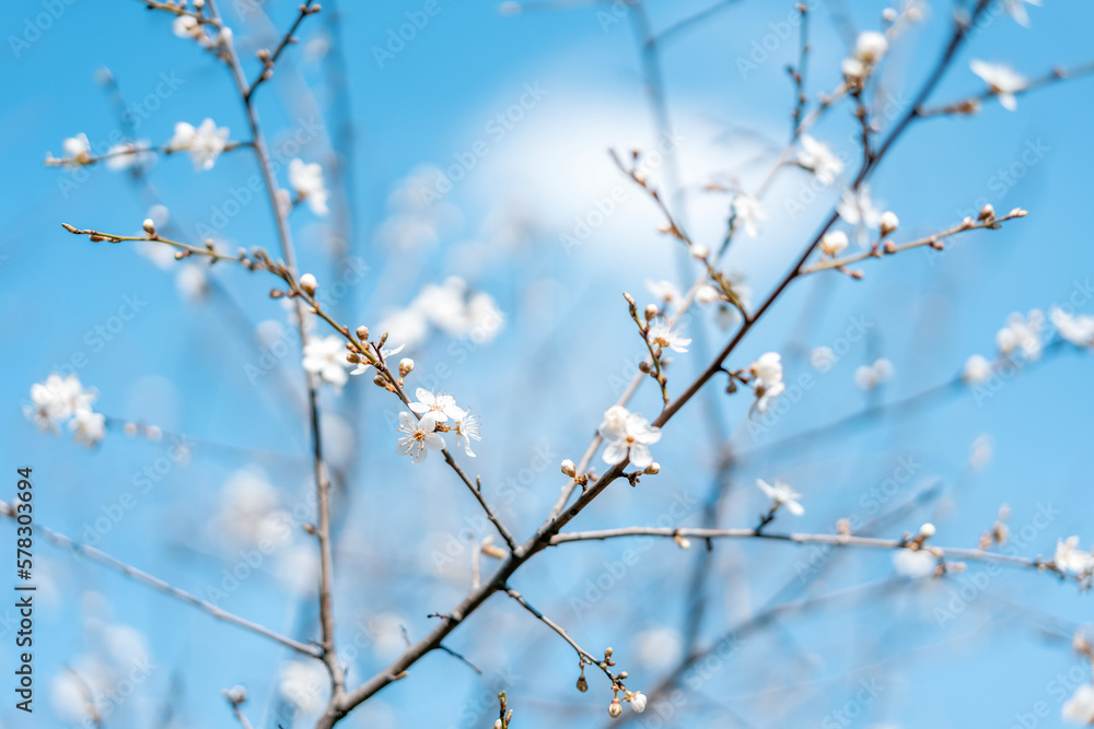 Beautiful bright spring background. Blossoming plum tree against the blue sky. Flowering, fragrance, awakening nature concept Beautiful bright spring background. Blossoming plum tree against the blue sky. Flowering, fragrance, awakening nature concept