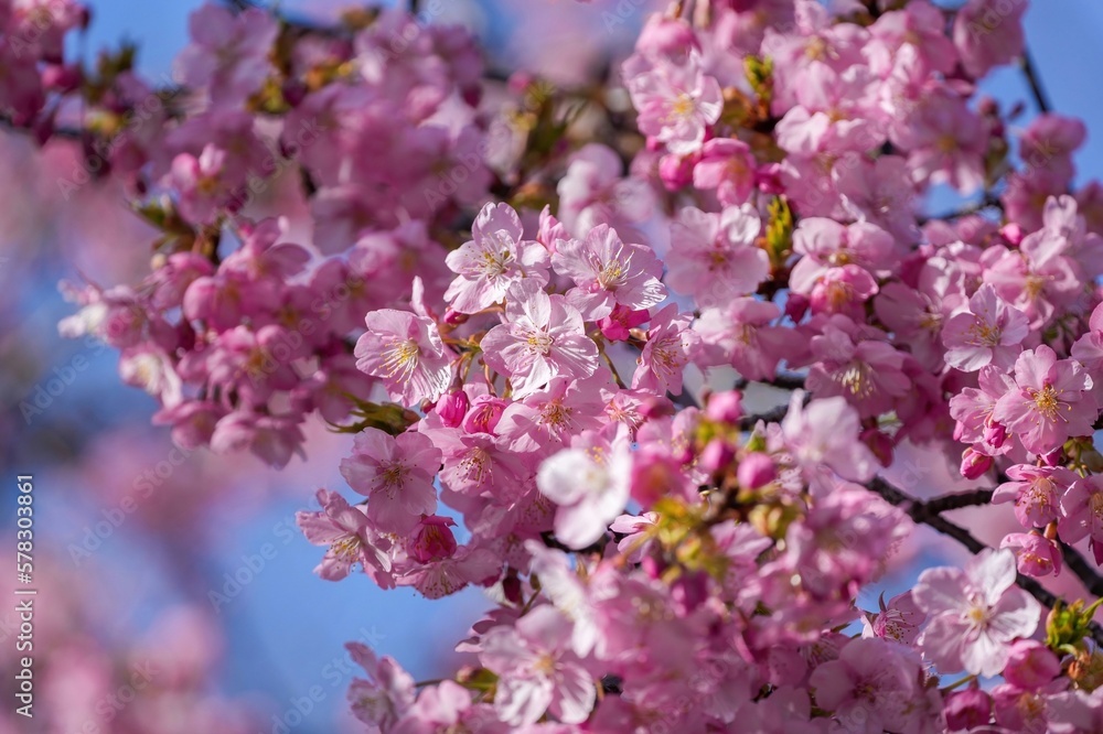 青空バックに見上げる満開の河津桜