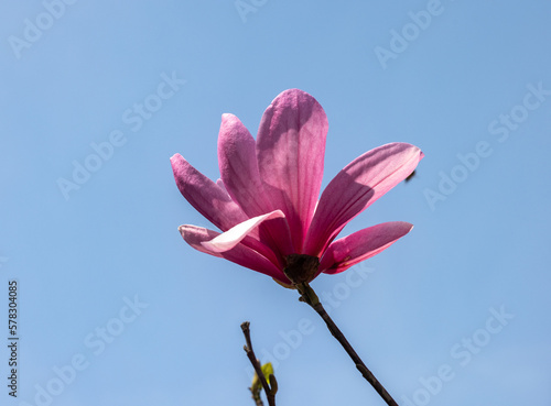 Beautiful magnolia tree blossom in spring. Pink magnolia flowers on a tree branch.