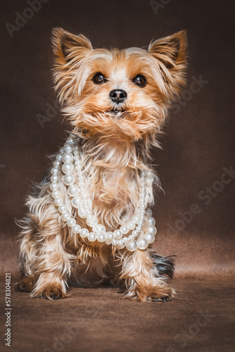 Mini Yorkshire Terrier | Portrait