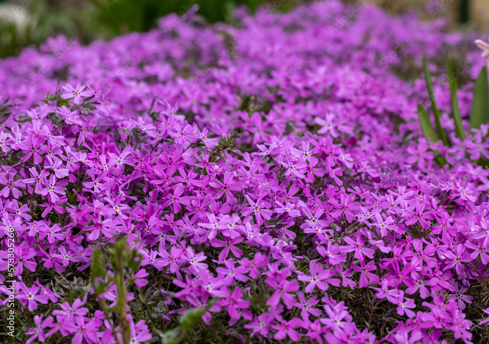 lilac aubrieta deltoidea flowers in the garden. lilac aubrieta deltoidea flowers in the garden.