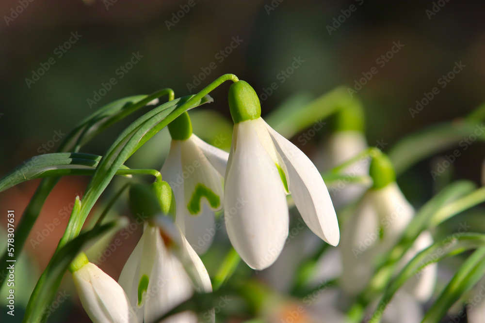 Obraz premium snowdrops in spring