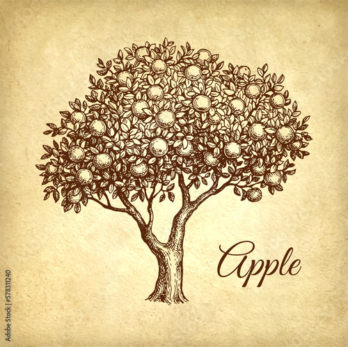 Apple tree ink sketch.
