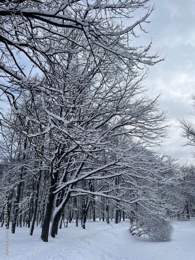 Empty winter park, trees covered by the snow Empty winter park, trees covered by the snow
