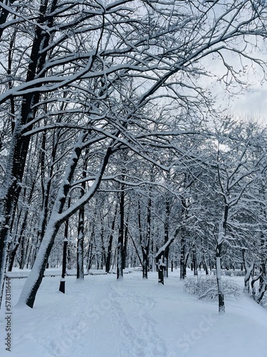 Empty winter park, trees covered by the snow photo