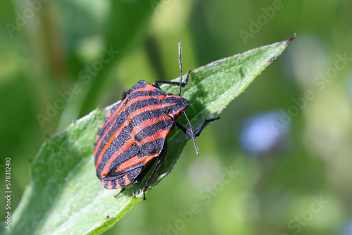 Graphosoma lineatum, commonly known as Striped bug or Minstrel bug, shield bug from Finland